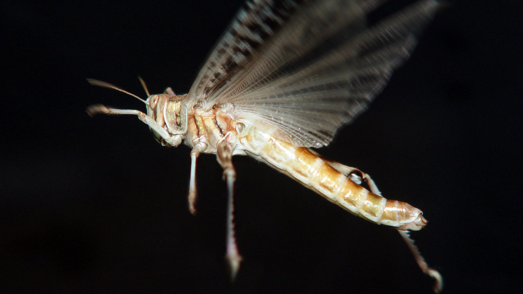 Flying Locust