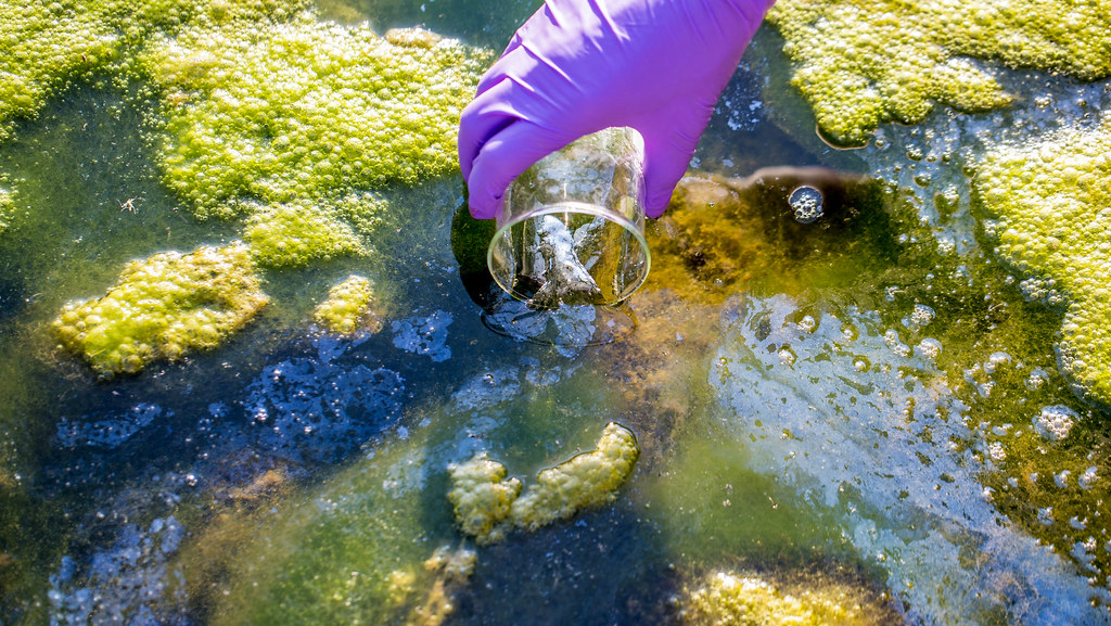 Dr Paulo Rocha from the University of Bath has for the first time developed a way of monitoring alterations in the aquatic system by listening in to microalgae communicating.