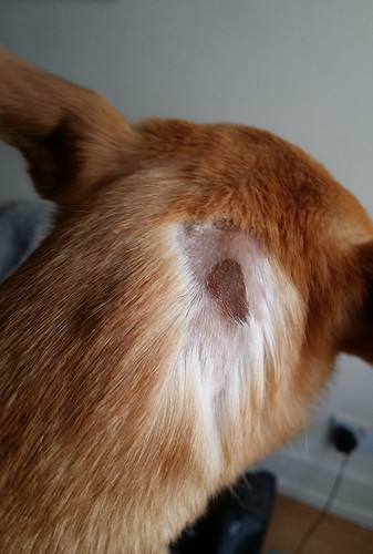 Sudden Skin Irritation And Bald Patch Page 3 Chihuahua Forum