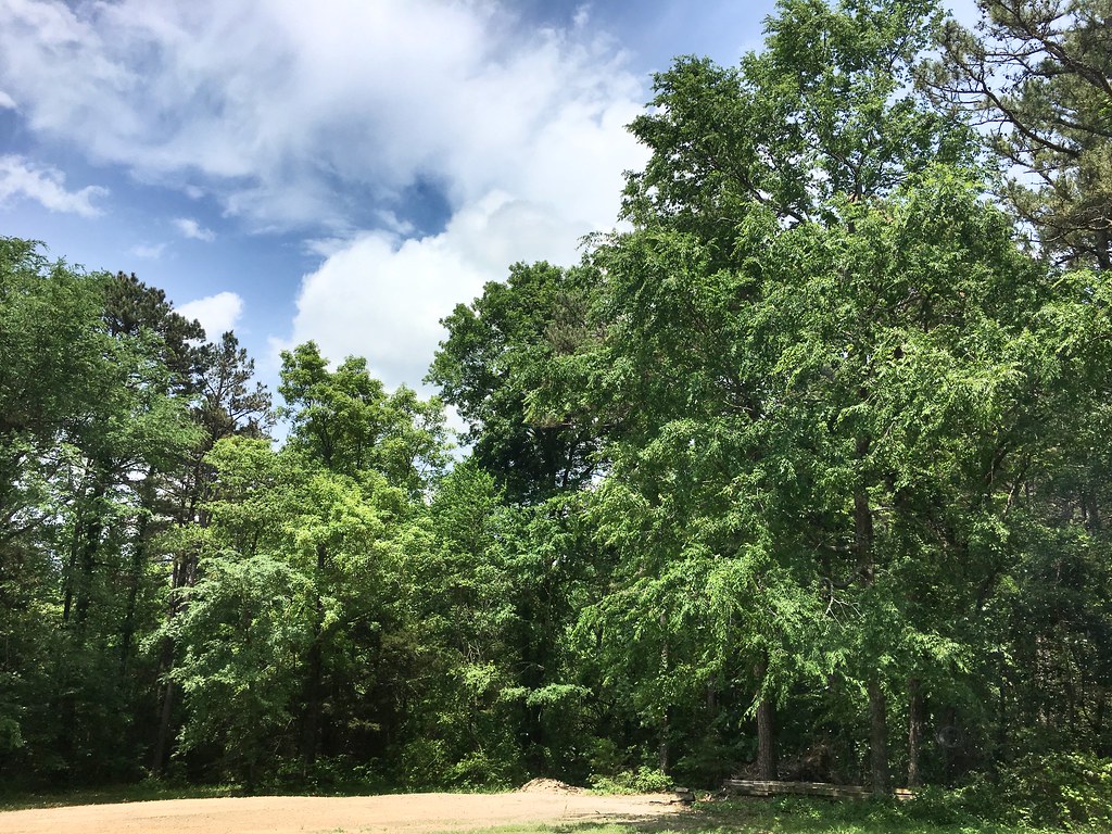 Woods and sky, west-central Arkansas, May 12, 2018 (Apple iPhone 6s)