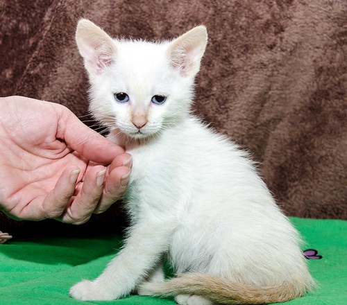 Bartolo, gatito Siamés Red Point dulce y guapo nacido en Marzo´18, en adopción. Valencia. ADOPTADO. 28099662048_81efdfafa6
