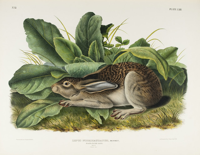 A print of a rabbit sitting by a plant.