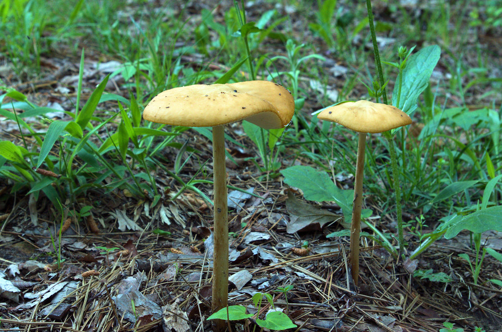A pair of mushrooms, west-central Arkansas, May 5, 2018 (pentax K-3 II)