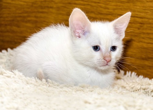 Bartolo, gatito Siamés Red Point dulce y guapo nacido en Marzo´18, en adopción. Valencia. ADOPTADO. 28099663418_138186f06c