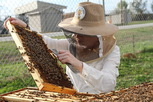 Emily  Muehlenfeld  examines  honey  bees  in  a  bee  hive
