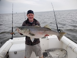 Man holding large striped bass