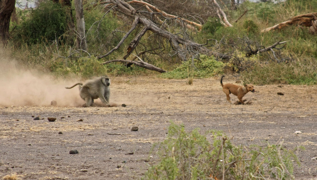 狒狒正在警戒犬隻。圖片攝於肯亞。圖片來源：Kerri Lee Smith（CC BY-NC-SA 2.0）。