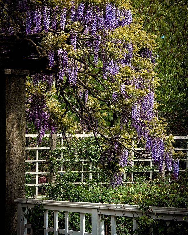 Free Fridays And A Little Wisteria I Enjoyed Free Flickr