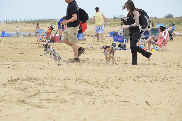 3 Easy Pet Safety Tips for the 4th of July from Virginia State Parks