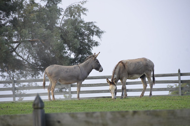 See the animals or visit the Farm and Forestry Museum at Chippopkes Plantation State Park
