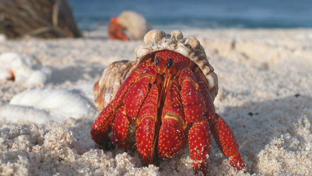 A hermit crab emerging from its shell.