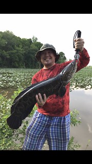 Photo of man holding big snakehead fish.
