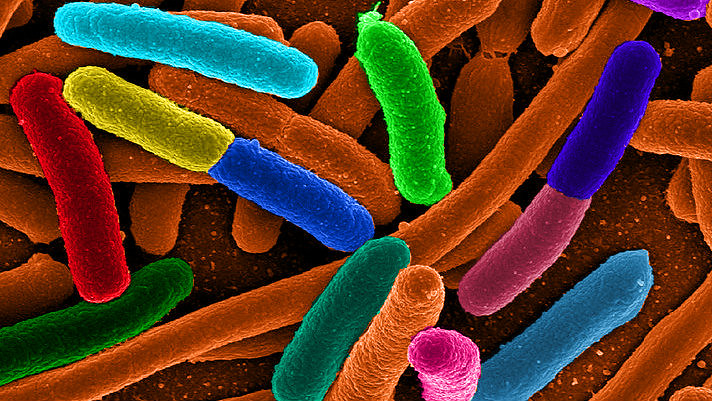 A new approach to studying evolution may lead to a better understanding of bacteria that cause disease