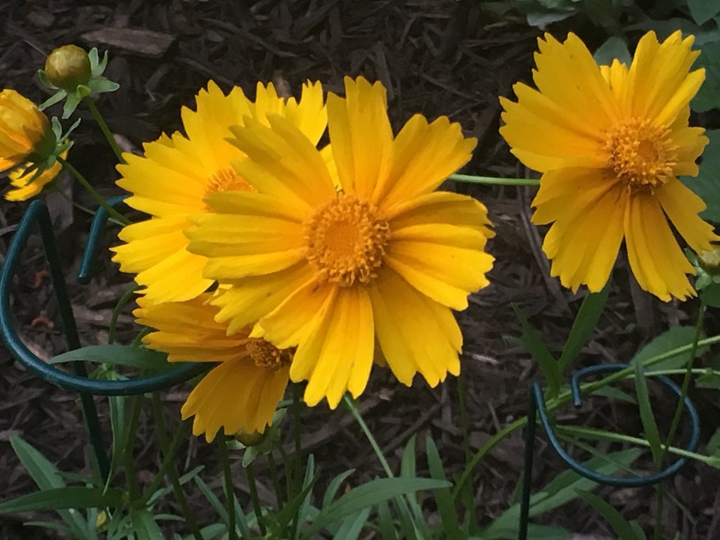 Sunflowers in the garden, west-central Arkansas, May 19, 2018 (Apple iPhone 6s)
