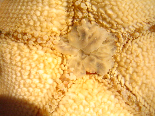 Sea star stomach (Bat star)