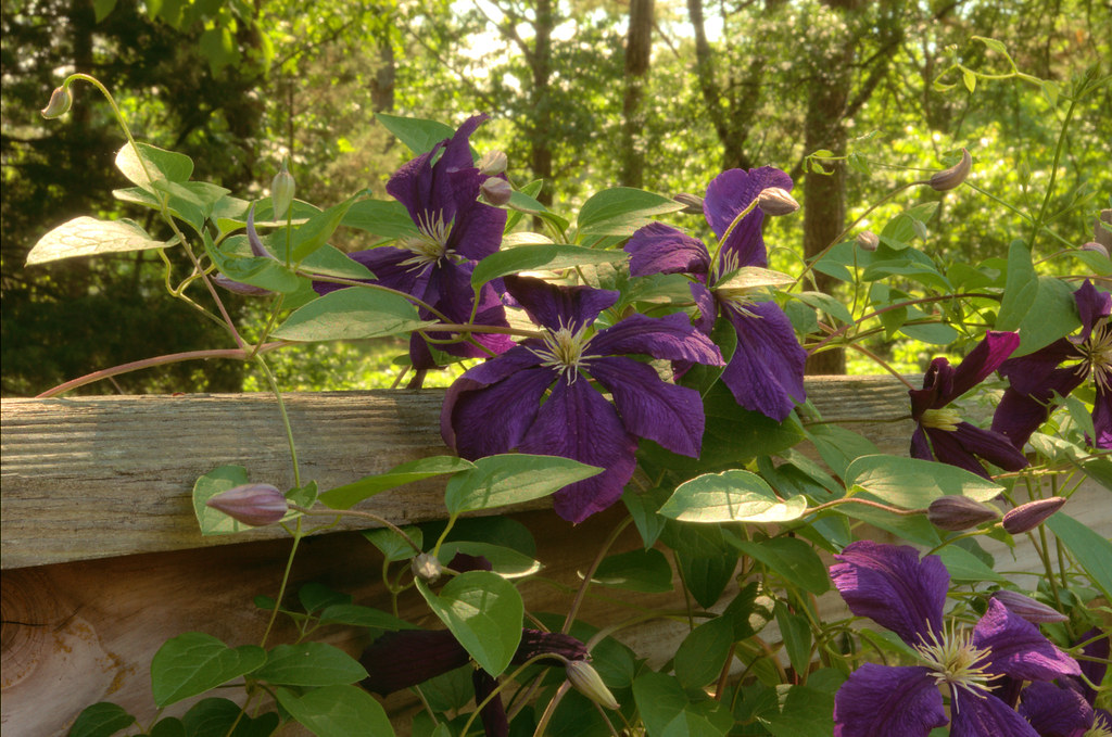 Clematis blossoms, west - central Arkansas, May 17, 2018 (Pentax K-3 II)