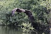 Pygargue à queue blanche - Haliaeetus albicilla - White-tailed Eagle<br>Région Parisienne