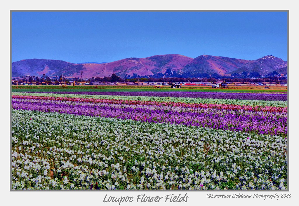Lompoc Flower Fields Directions Best Flower Site