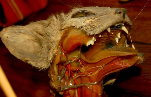 Wax Anatomy of Cat Head | From the Wax Anatomical Models at … | Flickr