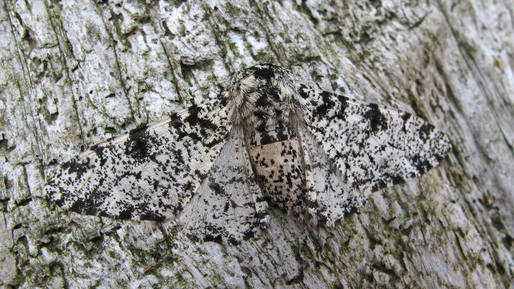 Image result for peppered moths