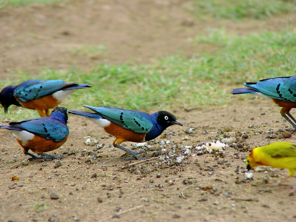 Image result for kenyan birds