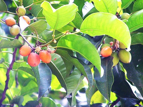 Spanish cherry / বকুল | Bokul in Bangla, (Mimusops elengi). … | Flickr