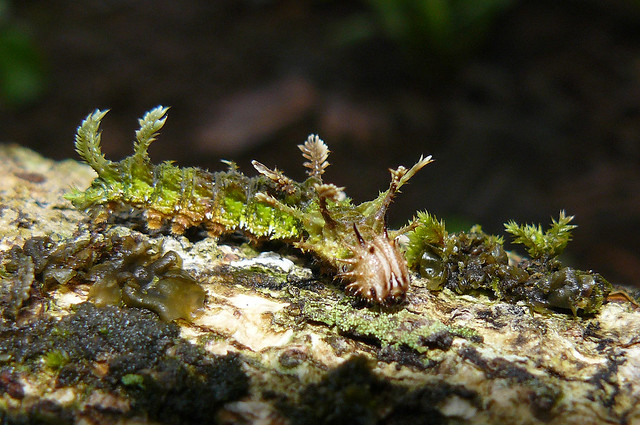 Moss-mimicking caterpillar of Adelpha serpa selerio (Nymphalidae), Panama