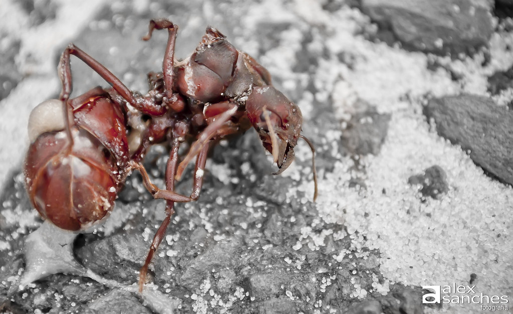 Resultado de imagem para formiga morta