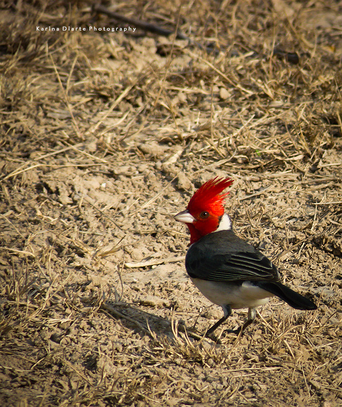 Cardenal / Red-crested Cardinal