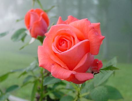 tropicana rose | rainbowunweaver2002 | Flickr