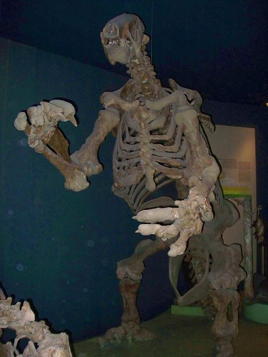 Giant Sloth Skeleton | Matt Hays | Flickr