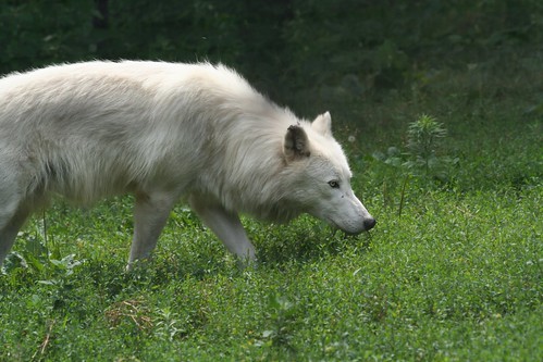 Stalking Arctic Wolf | An arctic wolf, gently stalking forwa… | Flickr