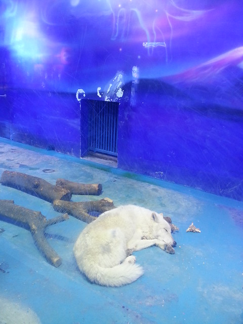 A polar bear at the Grandview Aquarium
