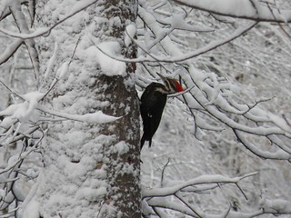 Pileated Woodpecker RRNC Photo by Penny O'Connor