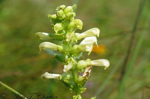 Pedicularis lanceolata (Swamp Betony)