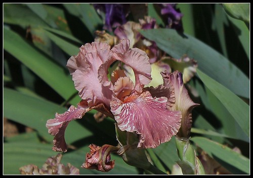 Iris broken color 24000681994_8b592bfcbe