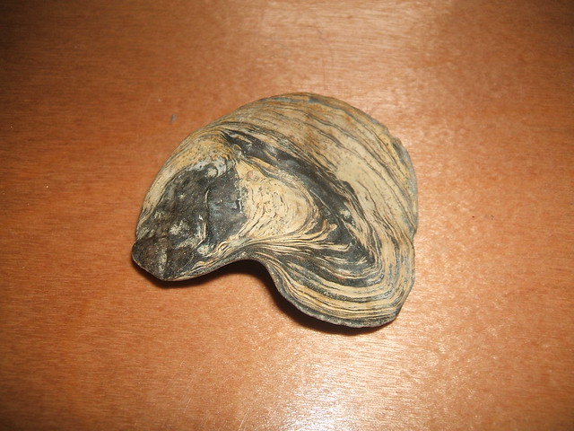 zkamenělé mušle