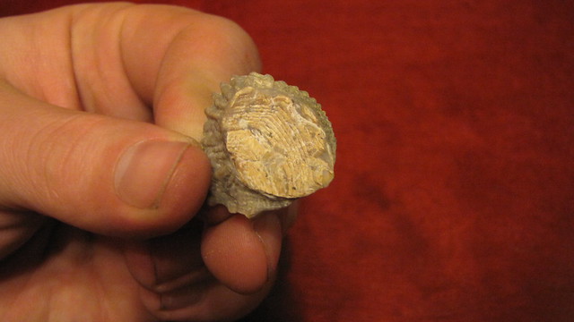 zkamenělé mušle