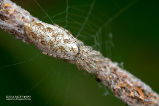 Trashline orb weaver spider (Cyclosa sp.) - DSC_6185