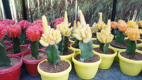 Red , Yellow and orange Cacti