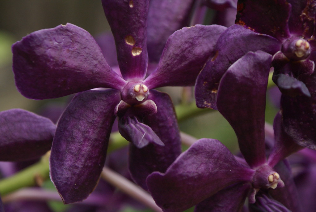 Orchidées violettes sur l'île de Koh Lanta.