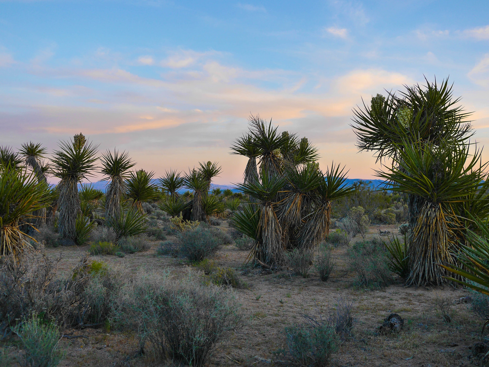 Desert blooms in Mojave NR