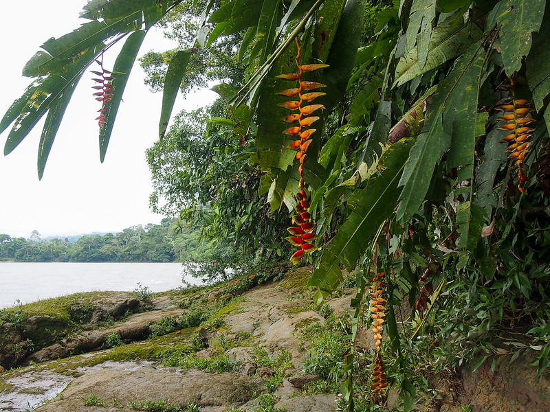 Amazon in Ecuador