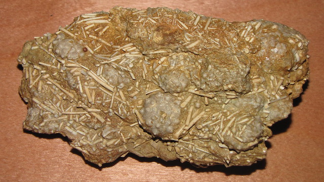zkamenělé ježovky