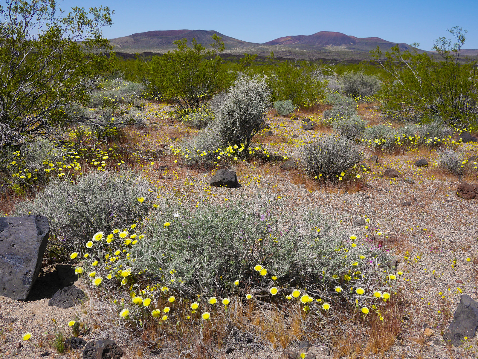 Desert Bloom and Cinder Cones