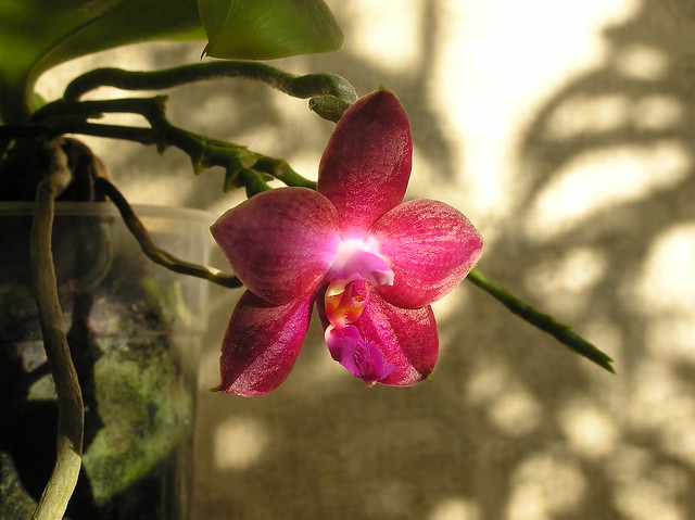 Phalaenopsis 'Lea Maria Salazar'