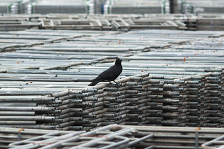 Crow on the pipe