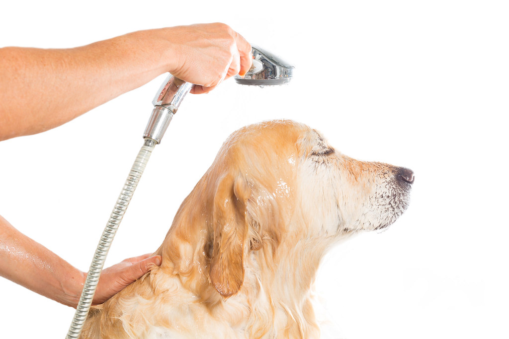 Image result for dog showering