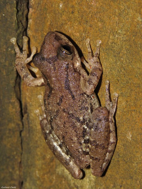 Ranita Roncadora (Scinax granulatus)