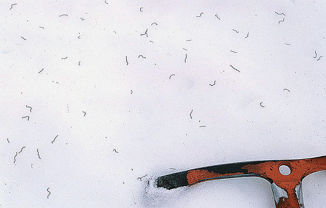 Mesenchytraeus solifugus-- Iceworms
